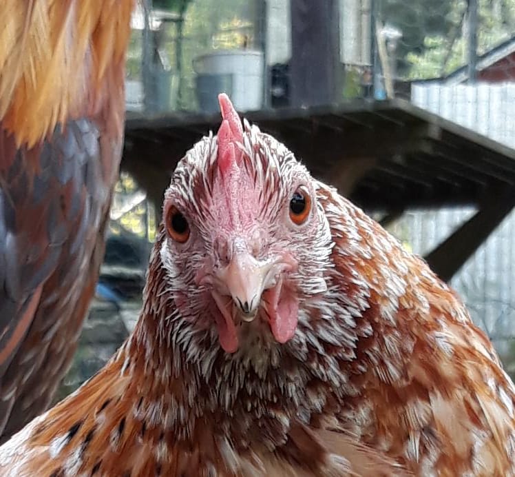Chicken facing camera